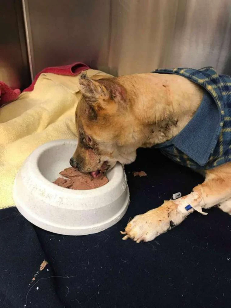Veterinária passa a noite no chão ao lado de cão acidentado em um incêndio veterinaria-passa-a-noite-do-chao-ao-lado-de-cao-acidentado