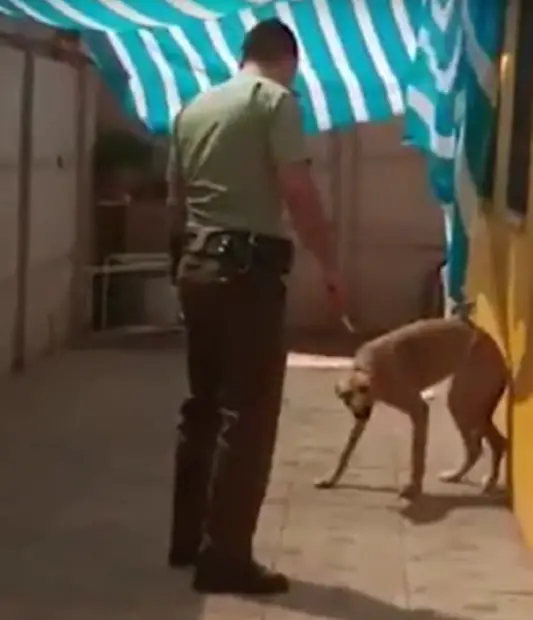 Emocionante: Policial ajuda cachorro e ganha um abraço de recompensa; assista policial-ajuda-cachorro-e-ganha-um-abraco-de-recompensa