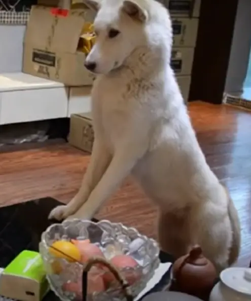 Pai treina seu cachorro para supervisionar a lição de casa de sua filha e impedi-la de usar o celular cachorro-e-treinado-para-supervisionar-a-licao-de-casa