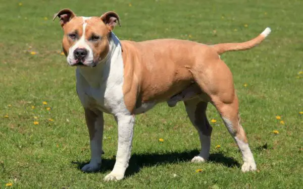 American staffordshire terrier - Saiba tudo sobre a raça