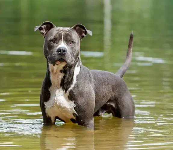 American staffordshire terrier – Saiba tudo sobre a raça