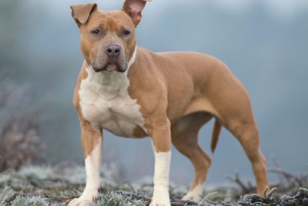 American staffordshire terrier - Saiba tudo sobre a raça