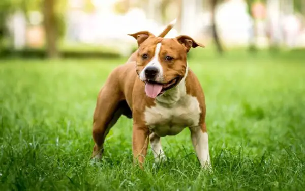 American staffordshire terrier – Saiba tudo sobre a raça