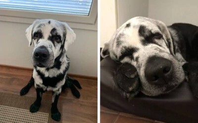 cachorro-com-vitiligo-faz-sucesso-nas-redes-sociais