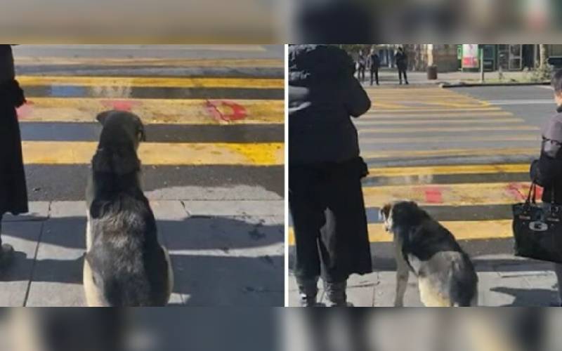 Cachorro olha para os dois lados espera o sinal fechar e atravessa a rua em segurança cachorro-esperar-o-sinal-fechar-para-atravessar-a-rua