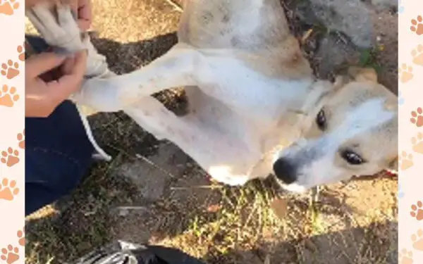 Idosa é presa por querer jogar cachorro no rio idosa-e-presa-por-querer-jogar-cachorro-no-rio