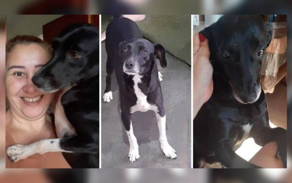 Justiça obriga tutora a retirar cachorros de casa devido os latidos Justica-obriga-tutora-a-retirar-cachorros-de-casa