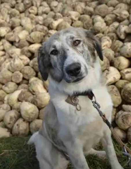 Mulher resgata cachorra solitária encontrada na praia mulher-resgata-cachorra-encontrada-na-praia