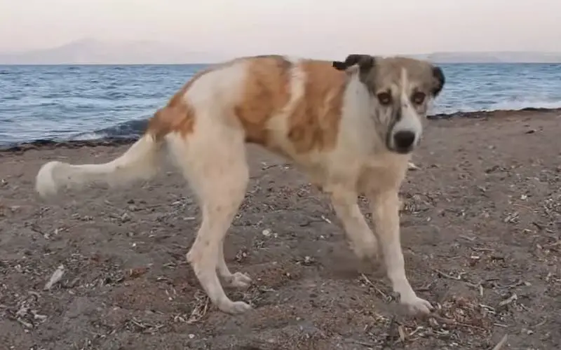 mulher-resgata-cachorra-encontrada-na-praia