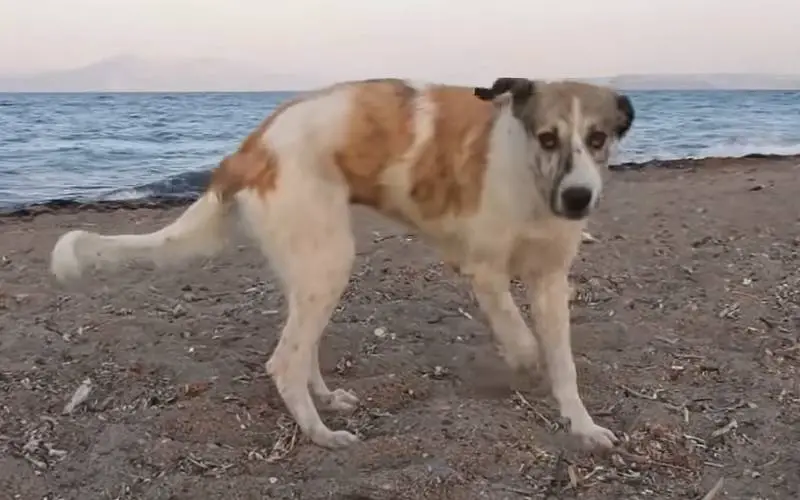 Mulher resgata cachorra solitária encontrada na praia mulher-resgata-cachorra-encontrada-na-praia