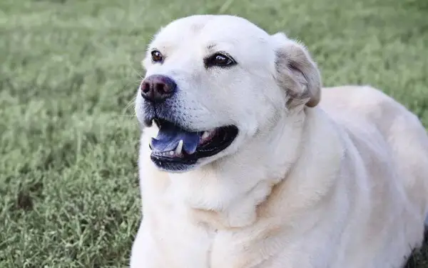 Retriever do labrador - saiba tudo sobre a raça