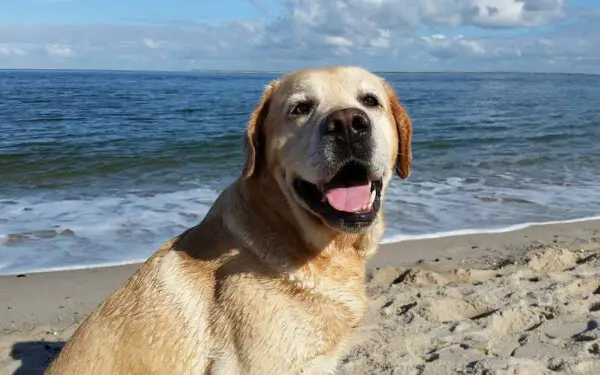 Retriever do labrador - saiba tudo sobre a raça