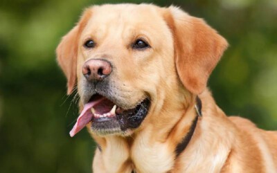 Retriever do labrador - saiba tudo sobre a raça