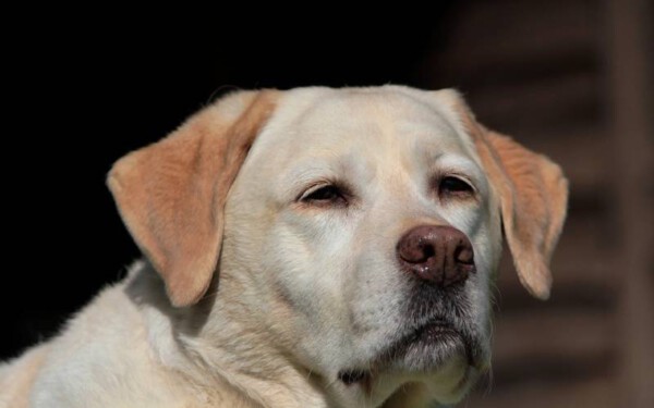 Retriever do labrador - saiba tudo sobre a raça