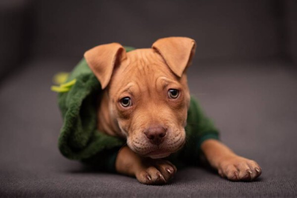 American pit bull terrier - Saiba tudo sobre a raça