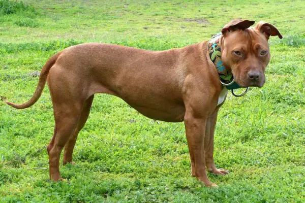 American pit bull terrier - Saiba tudo sobre a raça