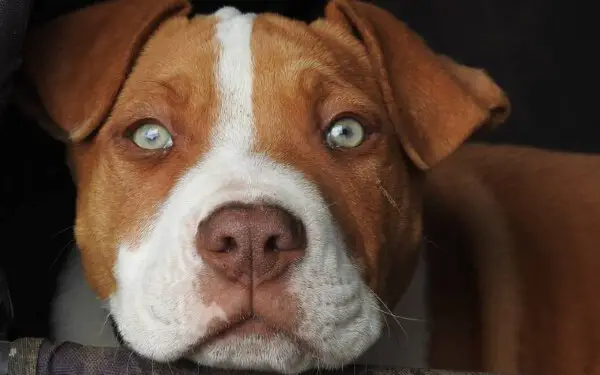 American pit bull terrier - Saiba tudo sobre a raça