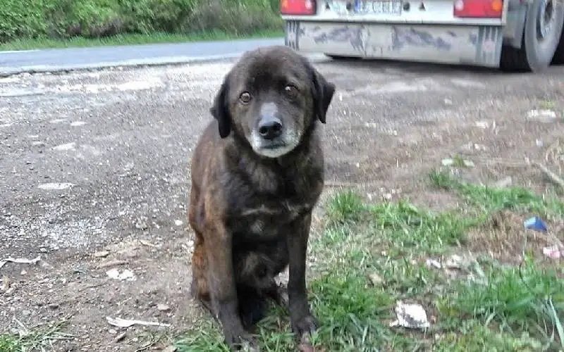 Cachorro abandonado escondia comida com medo de ficar sem nada cachorro-abandonado-escondia-comida