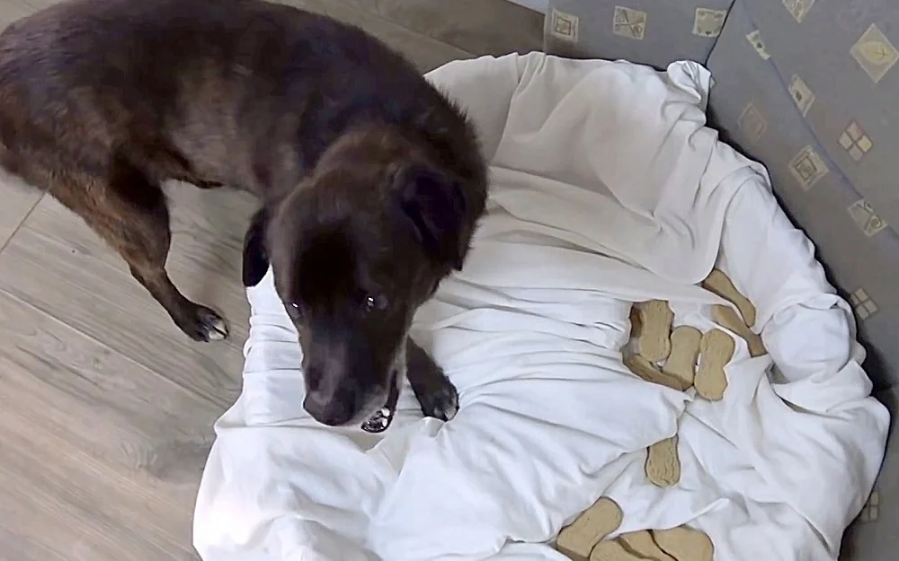 Cachorro abandonado escondia comida com medo de ficar sem nada cachorro-abandonado-escondia-comida