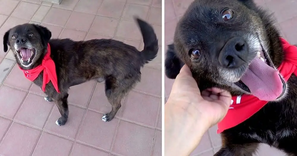 Cachorro abandonado escondia comida com medo de ficar sem nada cachorro-abandonado-escondia-comida