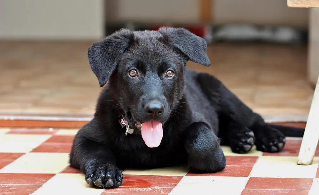 Cachorro abandonado escondia comida com medo de ficar sem nada cachorro-abandonado-escondia-comida
