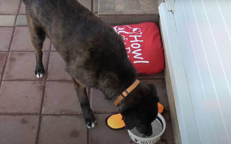 Cachorro abandonado escondia comida com medo de ficar sem nada cachorro-abandonado-escondia-comida