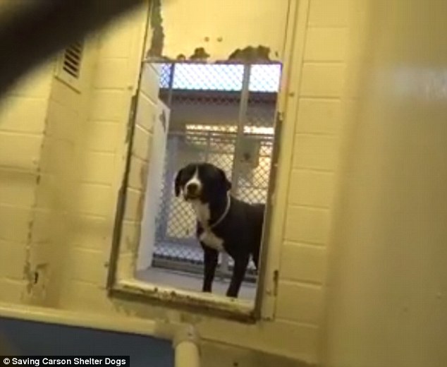 Cachorro adotado se emociona ao deixar o abrigo depois de tanto tempo cachorro-adotado-se-emociona-ao-deixar-o-abrigo