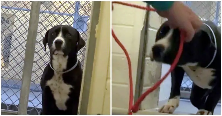 Cachorro adotado se emociona ao deixar o abrigo depois de tanto tempo cachorro-adotado-se-emociona-ao-deixar-o-abrigo