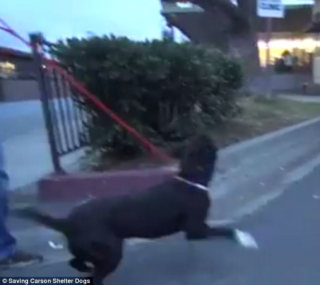 Cachorro adotado se emociona ao deixar o abrigo depois de tanto tempo cachorro-adotado-se-emociona-ao-deixar-o-abrigo