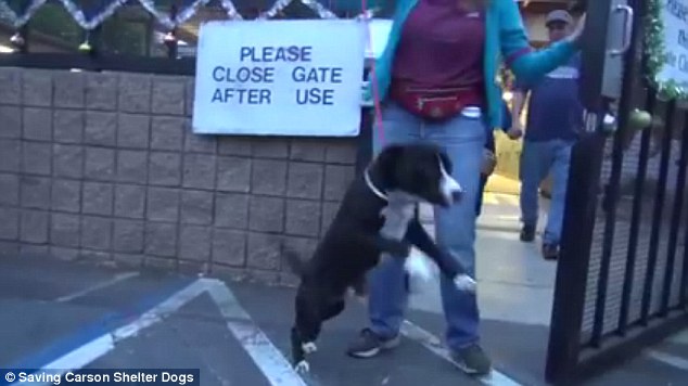 Cachorro adotado se emociona ao deixar o abrigo depois de tanto tempo cachorro-adotado-se-emociona-ao-deixar-o-abrigo