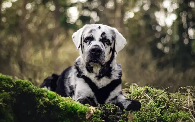 cachorro-com-vitiligo-faz-sucesso-nas-redes-sociais