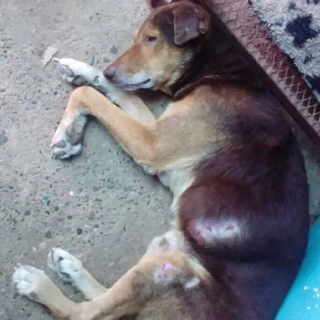 Família abandona cachorro doente depois da morte da tutora cachorro-e-abandonado-depois-da-morte-da-tutora