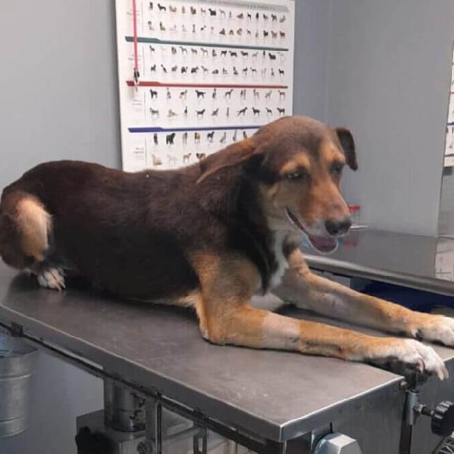 Família abandona cachorro doente depois da morte da tutora cachorro-e-abandonado-depois-da-morte-da-tutora