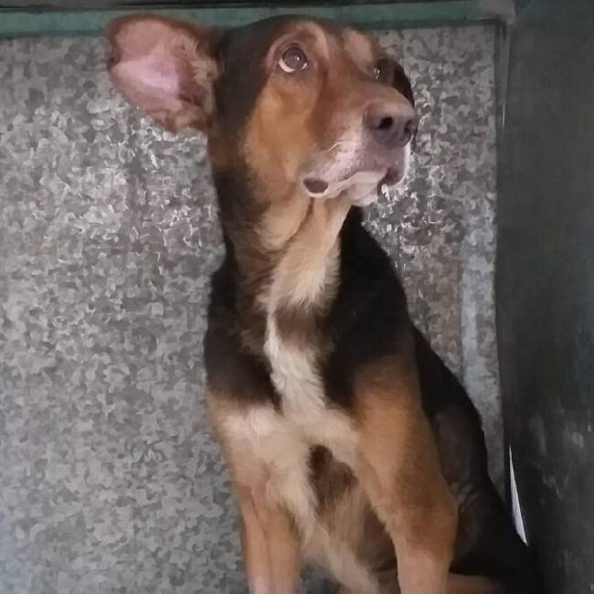 Família abandona cachorro doente depois da morte da tutora cachorro-e-abandonado-depois-da-morte-da-tutora