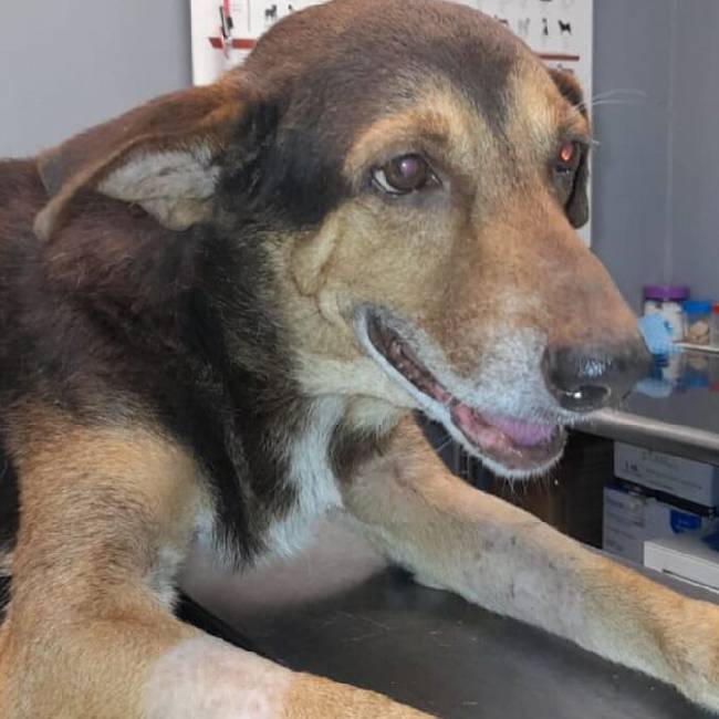 Família abandona cachorro doente depois da morte da tutora cachorro-e-abandonado-depois-da-morte-da-tutora