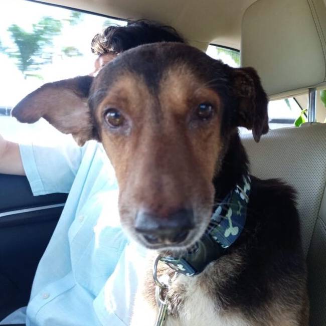 Família abandona cachorro doente depois da morte da tutora cachorro-e-abandonado-depois-da-morte-da-tutora