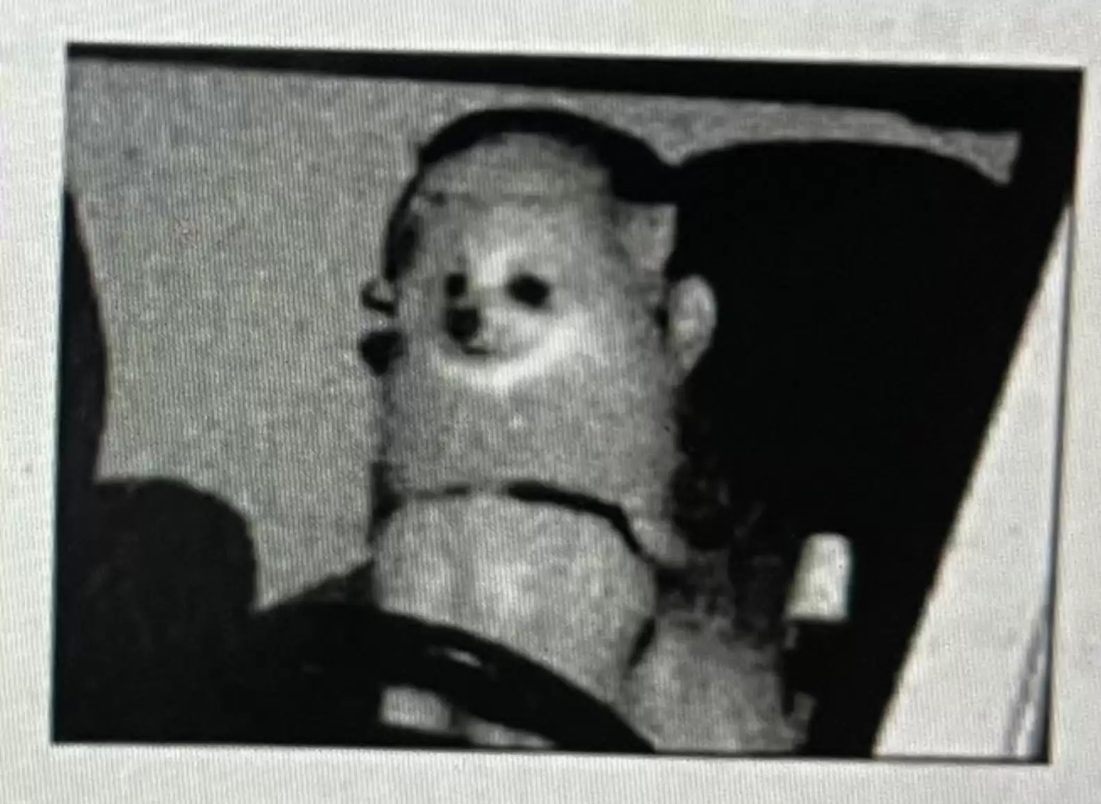 Tutor fica confuso ao descobrir que seu cachorro recebeu uma multa por excesso de velocidade cachorro-e-multado-por-excesso-de-velocidade
