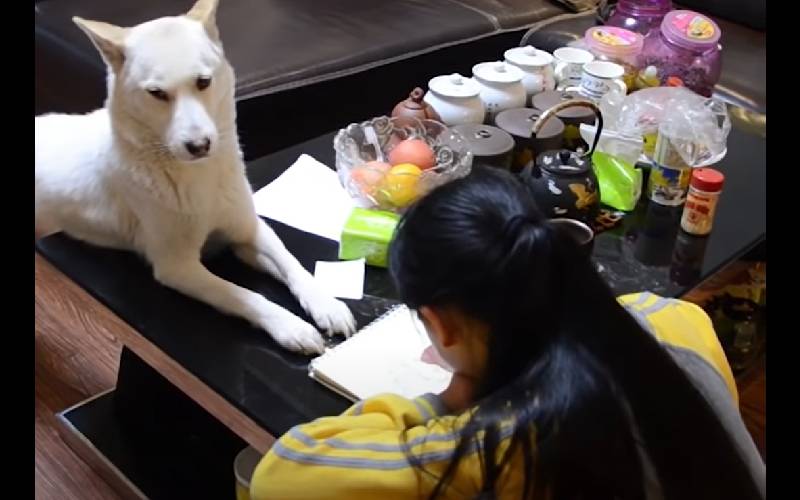 Pai treina seu cachorro para supervisionar a lição de casa de sua filha e impedi-la de usar o celular cachorro-e-treinado-para-supervisionar-a-licao-de-casa