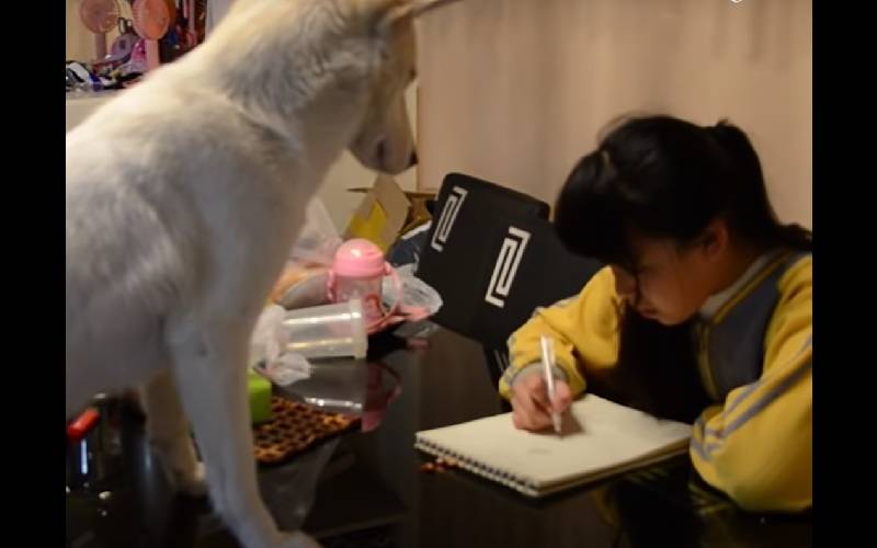 Pai treina seu cachorro para supervisionar a lição de casa de sua filha e impedi-la de usar o celular cachorro-e-treinado-para-supervisionar-a-licao-de-casa