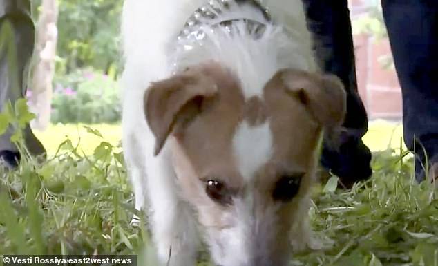 Cachorro encontra e salva menina recém-nascida abandonada em um matagal cachorro-encontra-e-salva-menina-recem-nascida
