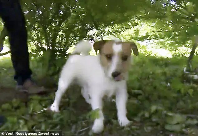 Cachorro encontra e salva menina recém-nascida abandonada em um matagal cachorro-encontra-e-salva-menina-recem-nascida