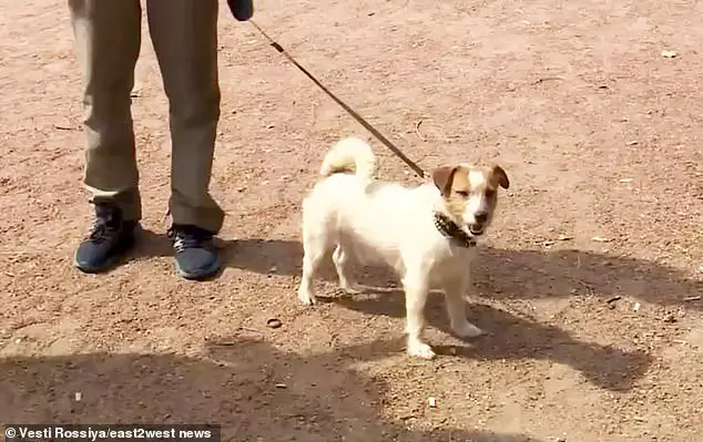 Cachorro encontra e salva menina recém-nascida abandonada em um matagal cachorro-encontra-e-salva-menina-recem-nascida