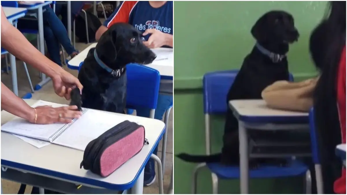 Cachorro entra em escola e assiste a aula de química em BH cachorro-entra-em-escola-e-assiste-a-aula-de-quimica