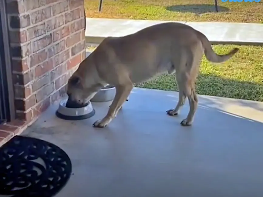 Cachorro senta na cadeira da varanda, se recusa a sair e acaba sendo adotado