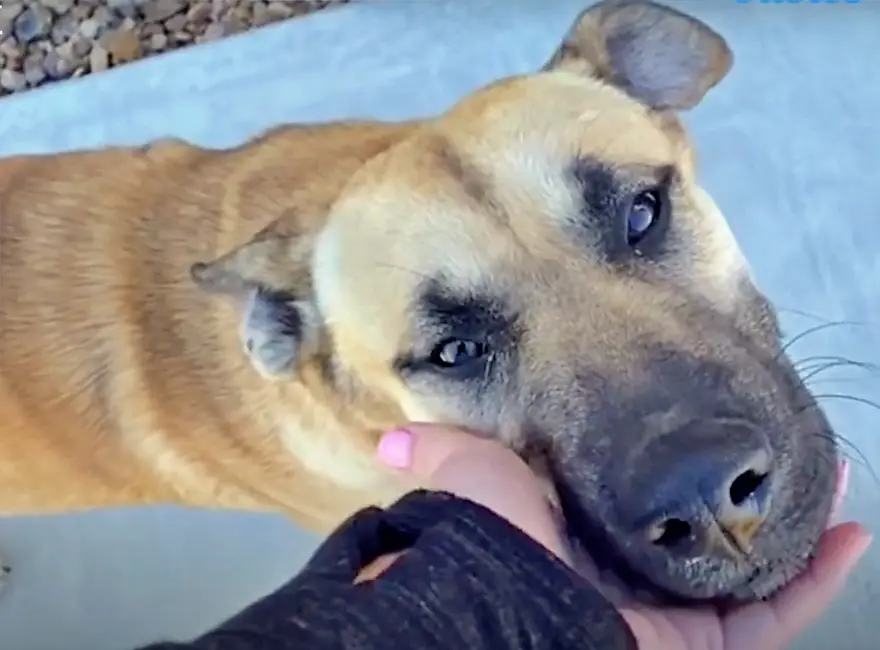 Cachorro senta na cadeira da varanda, se recusa a sair e acaba sendo adotado