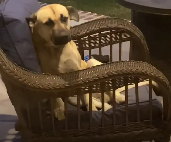 Cachorro senta na cadeira da varanda, se recusa a sair e acaba sendo adotado