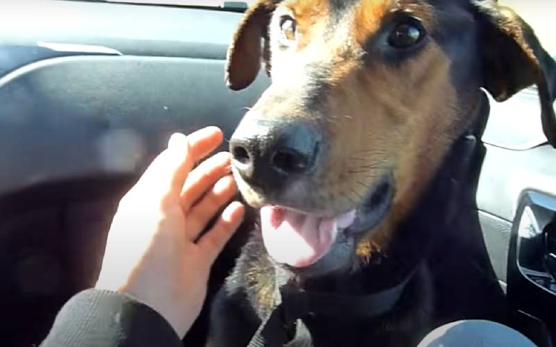 Cachorro ferido pula nos braços da salvadora cachorro-ferido-pula-nos-bracos-da-salvadora