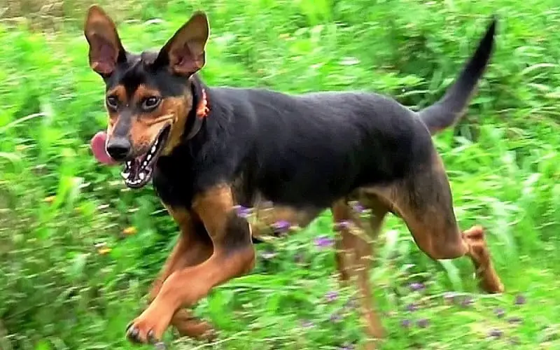 Cachorro ferido pula nos braços da salvadora cachorro-ferido-pula-nos-bracos-da-salvadora