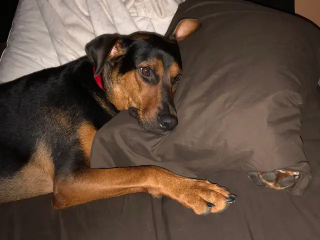 Cachorro ferido pula nos braços da salvadora cachorro-ferido-pula-nos-bracos-da-salvadora