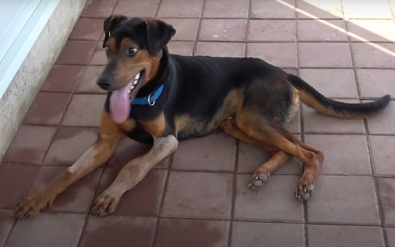 Cachorro ferido pula nos braços da salvadora cachorro-ferido-pula-nos-bracos-da-salvadora
